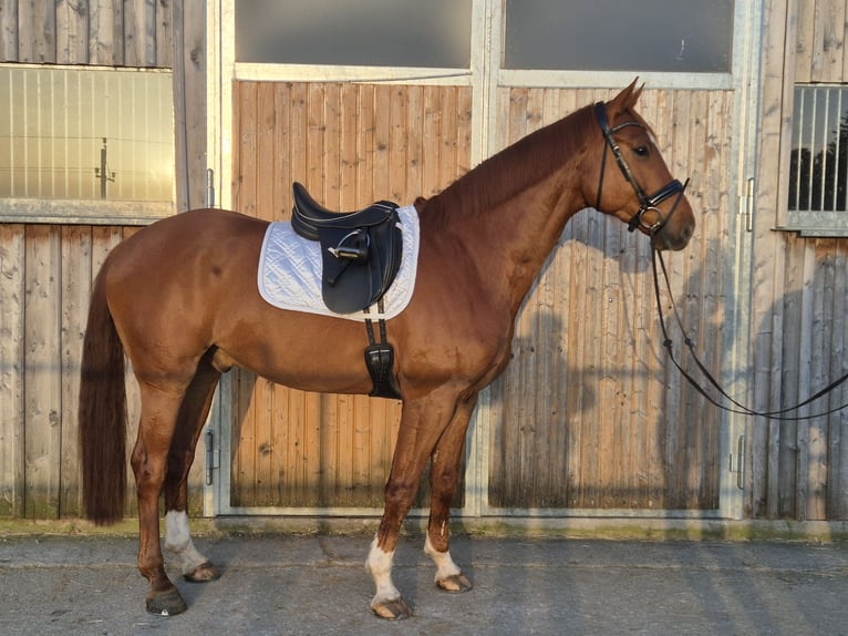 Warmblood austríaco Caballo castrado 7 años 174 cm Alazán-tostado in Schöngumprechting