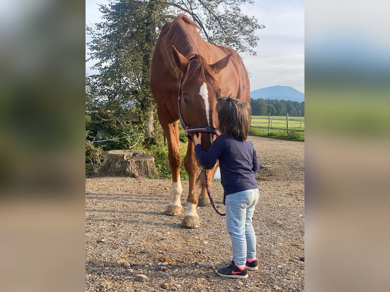 Warmblood austríaco Caballo castrado 7 años 174 cm Alazán-tostado in Schöngumprechting