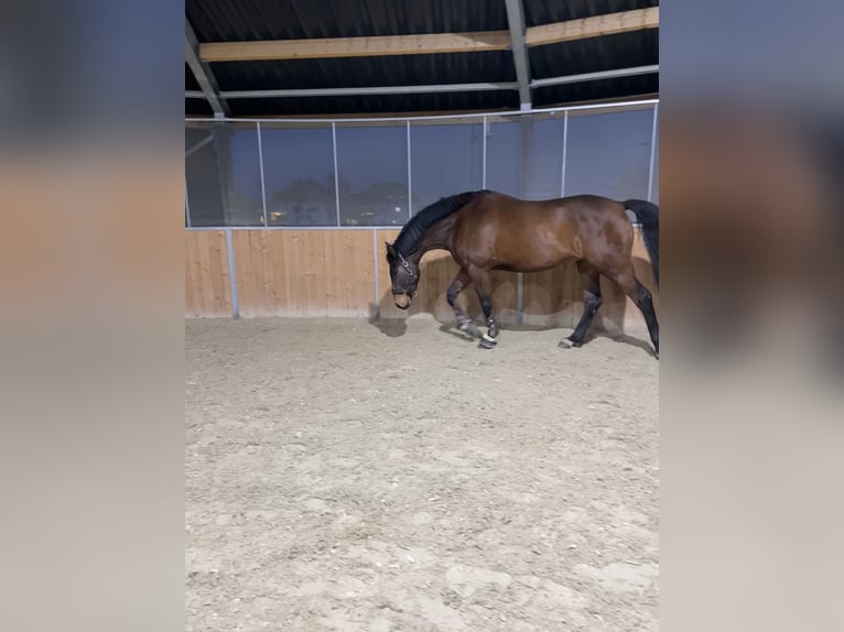 Warmblood austríaco Caballo castrado 7 años 174 cm Castaño in Altenmarkt