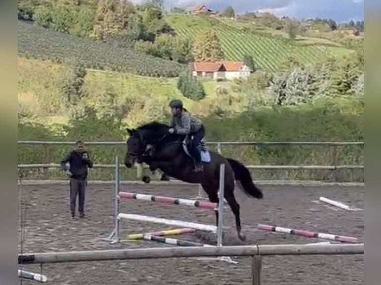 Warmblood austríaco Caballo castrado 7 años 174 cm Castaño in St. Ruprecht an der Raab