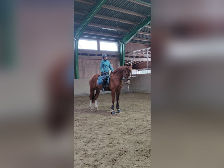 Warmblood austríaco Caballo castrado 7 años 176 cm Alazán in Bad Zell
