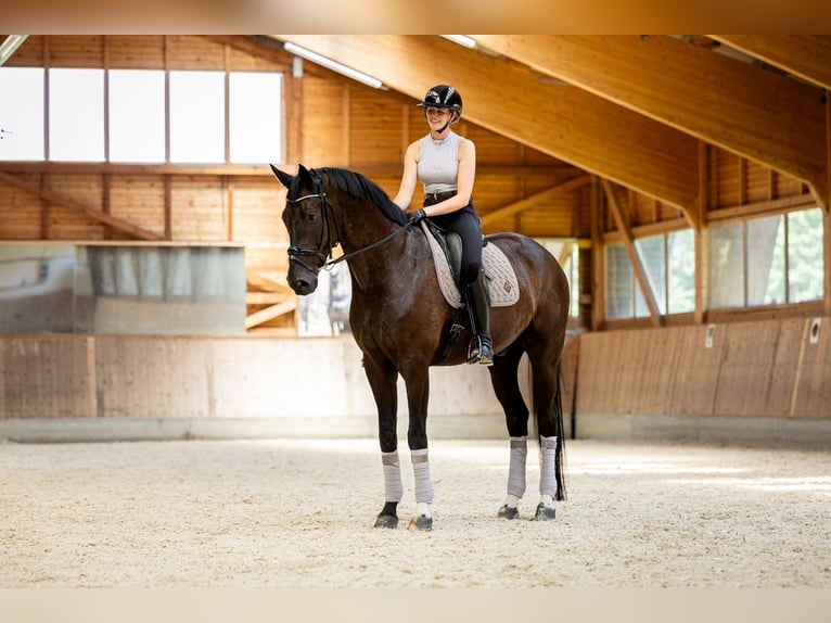 Warmblood austríaco Caballo castrado 7 años 176 cm Negro in Zolling