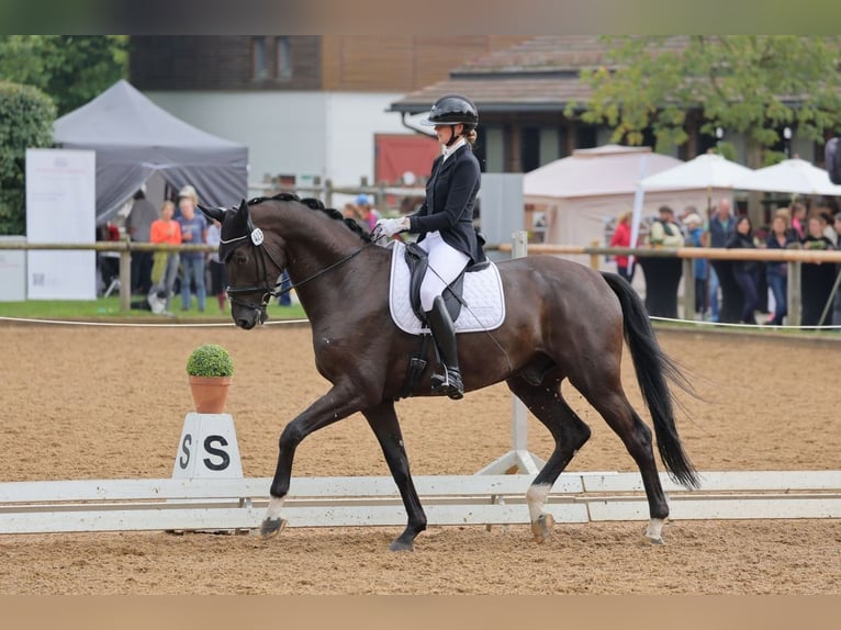 Warmblood austríaco Caballo castrado 7 años 176 cm Negro in Zolling