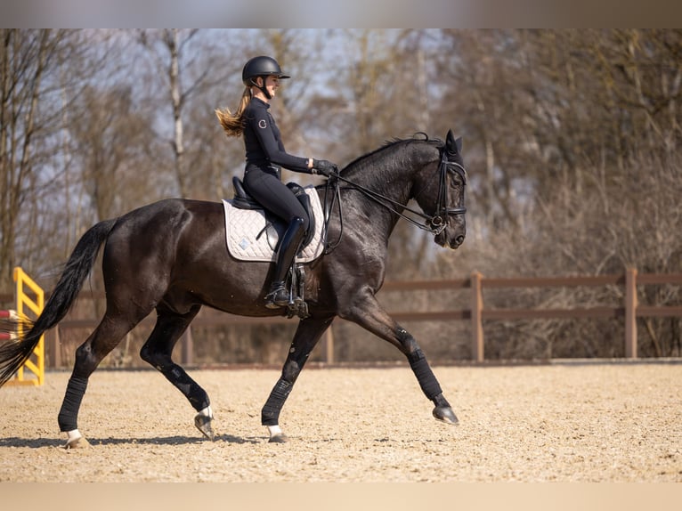 Warmblood austríaco Caballo castrado 7 años 176 cm Negro in Zolling