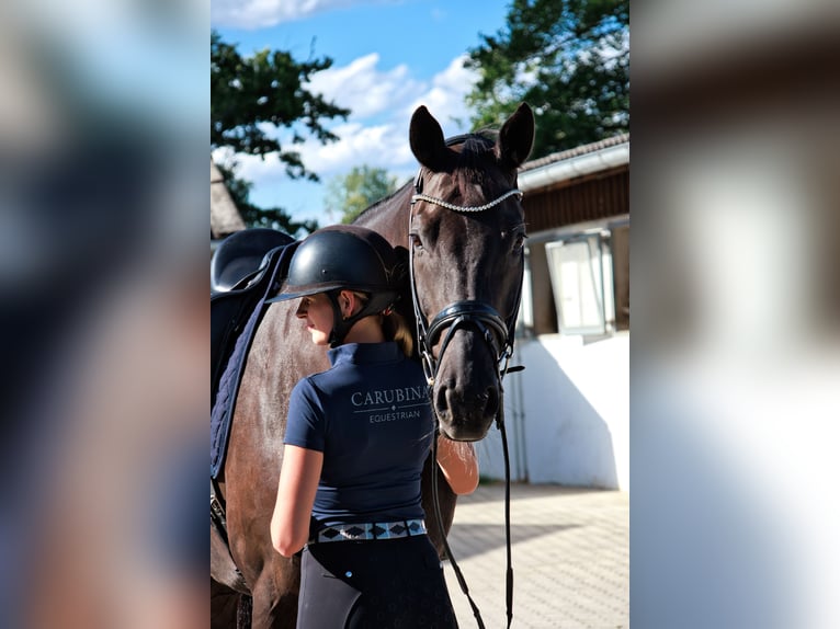 Warmblood austríaco Caballo castrado 7 años 176 cm Negro in Zolling