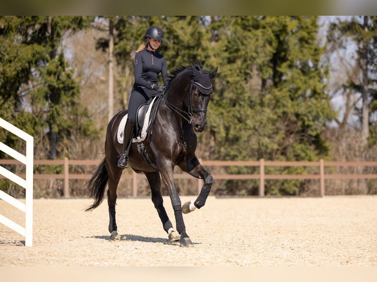Warmblood austríaco Caballo castrado 7 años 176 cm Negro in Zolling