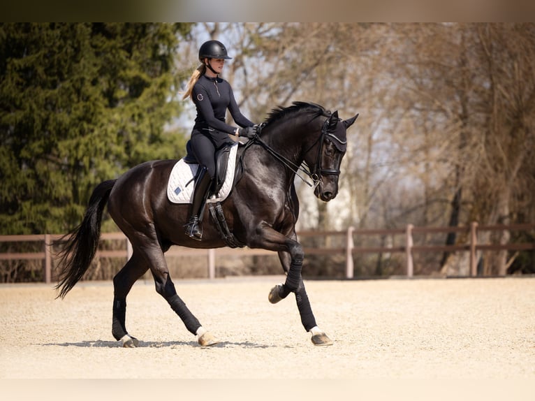 Warmblood austríaco Caballo castrado 7 años 176 cm Negro in Zolling