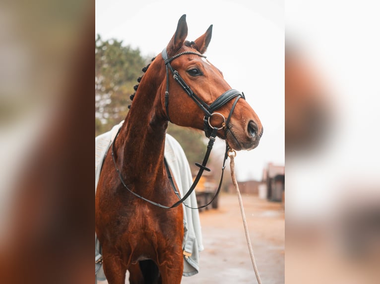 Warmblood austríaco Caballo castrado 7 años 178 cm Castaño in St.-P&#xF6;lten