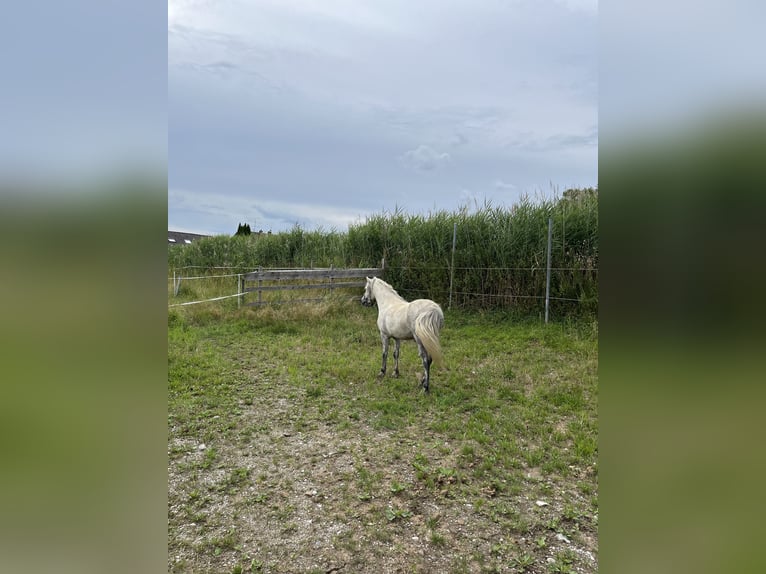 Warmblood austríaco Caballo castrado 8 años 125 cm Tordo in Egglham