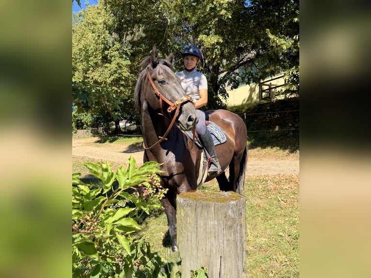 Warmblood austríaco Caballo castrado 8 años 163 cm Negro in Davidschlag