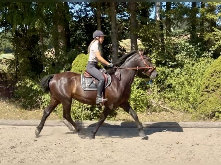Warmblood austríaco Caballo castrado 8 años 163 cm Negro in Davidschlag