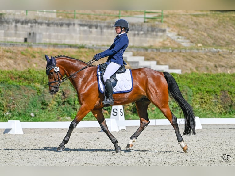 Warmblood austríaco Caballo castrado 8 años 165 cm Castaño in Mürzzuschlag