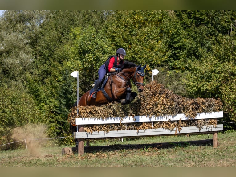 Warmblood austríaco Caballo castrado 8 años 165 cm Castaño in Mürzzuschlag