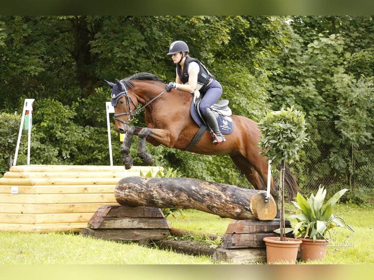 Warmblood austríaco Caballo castrado 8 años 165 cm Castaño in Mürzzuschlag