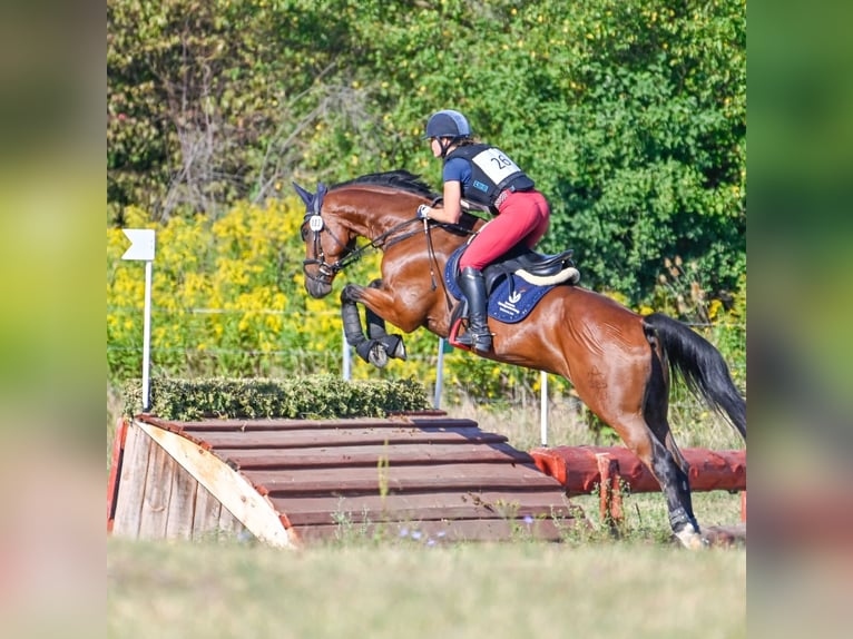 Warmblood austríaco Caballo castrado 8 años 165 cm Castaño in Mürzzuschlag