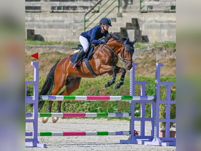 Warmblood austríaco Caballo castrado 8 años 165 cm Castaño in Mürzzuschlag