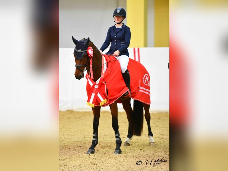 Warmblood austríaco Caballo castrado 8 años 165 cm Castaño in Mürzzuschlag