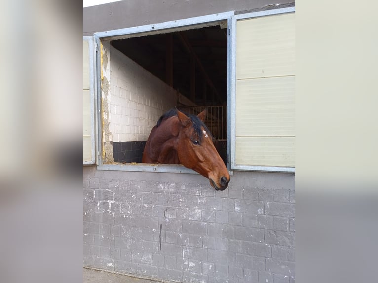Warmblood austríaco Caballo castrado 8 años 168 cm Castaño in Elixhausen