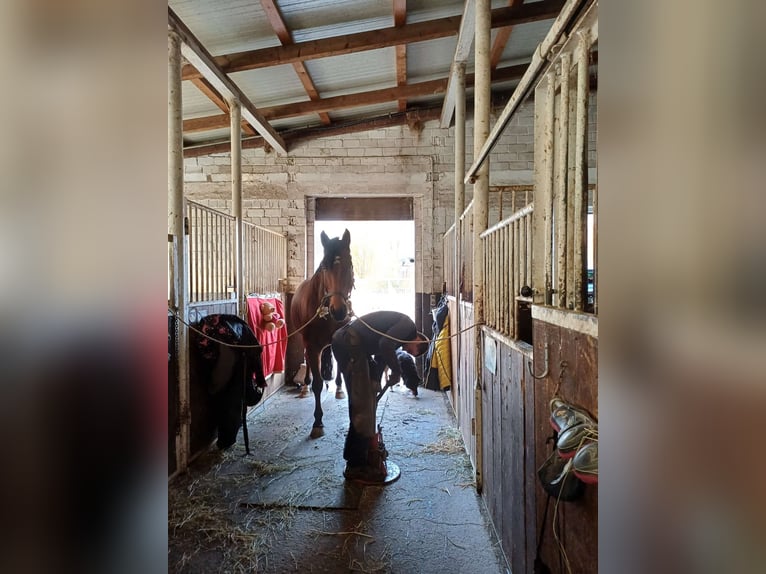 Warmblood austríaco Caballo castrado 8 años 168 cm Castaño in Elixhausen