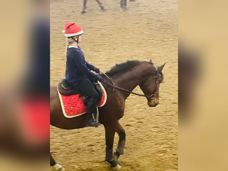 Warmblood austríaco Caballo castrado 8 años 168 cm Castaño in Elixhausen
