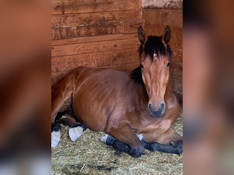 Warmblood austríaco Caballo castrado 8 años 168 cm Castaño in Elixhausen