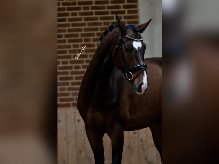 Warmblood austríaco Caballo castrado 8 años 169 cm Castaño in Goch