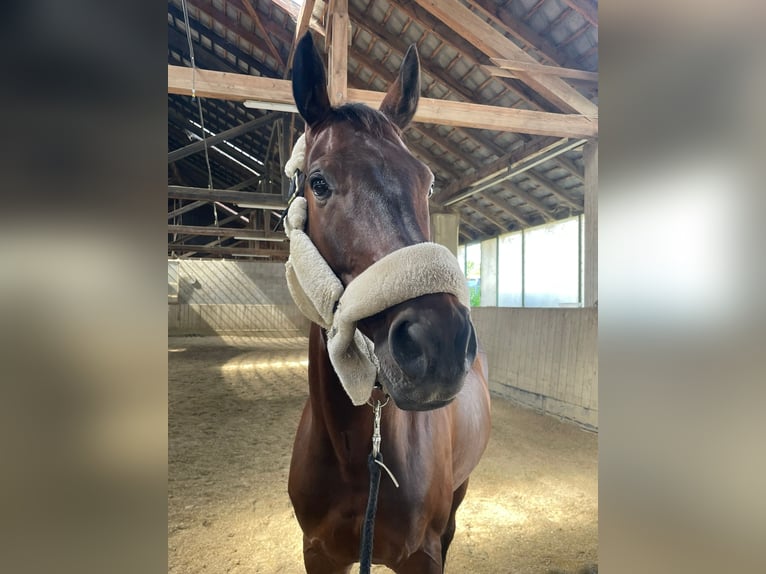 Warmblood austríaco Caballo castrado 8 años 169 cm Castaño oscuro in Wien