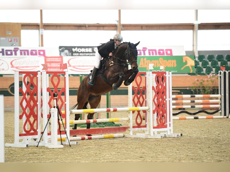 Warmblood austríaco Caballo castrado 8 años 169 cm Castaño oscuro in Wien