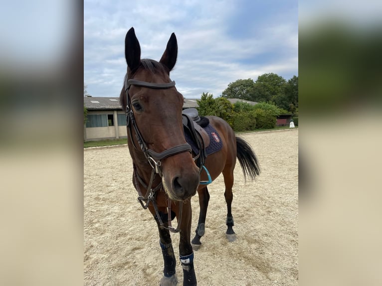 Warmblood austríaco Caballo castrado 8 años 169 cm Castaño oscuro in Wien