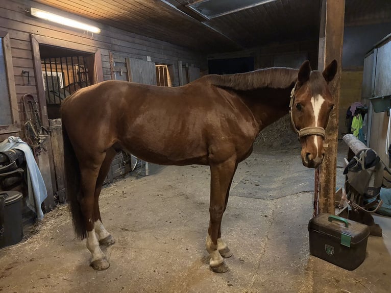 Warmblood austríaco Caballo castrado 8 años 172 cm Alazán in Wartmannstetten