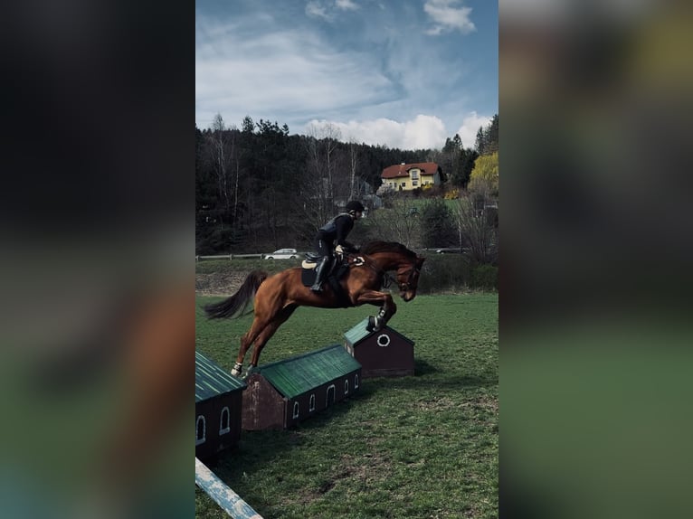 Warmblood austríaco Caballo castrado 8 años 172 cm Alazán in Wartmannstetten
