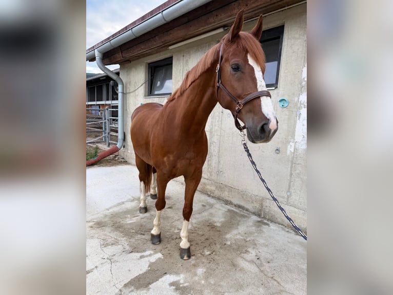 Warmblood austríaco Caballo castrado 8 años 172 cm Alazán in Oberwart