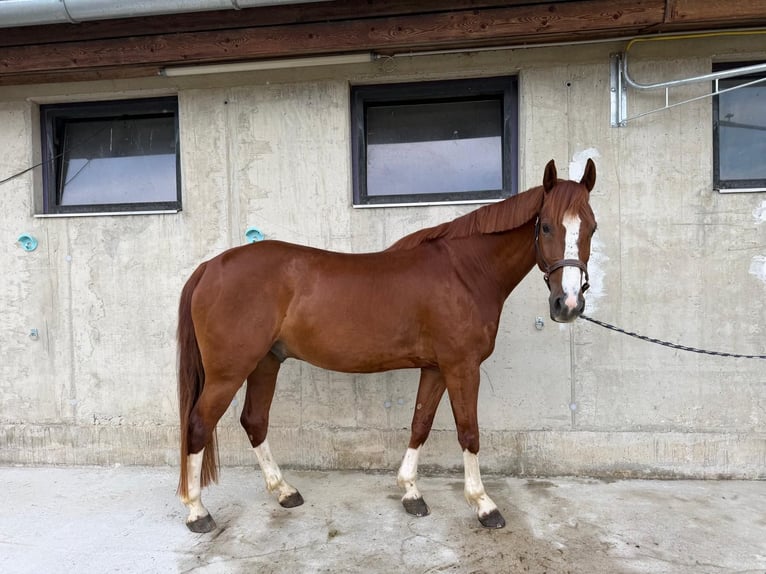 Warmblood austríaco Caballo castrado 8 años 172 cm Alazán in Oberwart