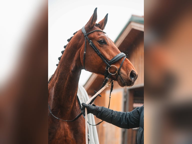 Warmblood austríaco Caballo castrado 8 años 172 cm Castaño in Perschling