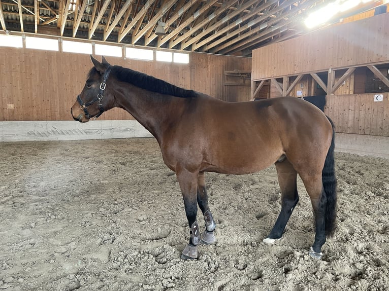 Warmblood austríaco Caballo castrado 8 años 174 cm Castaño in Altenmarkt