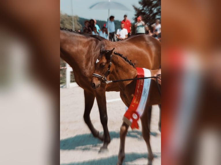 Warmblood austríaco Caballo castrado 8 años 174 cm Castaño in Altenmarkt