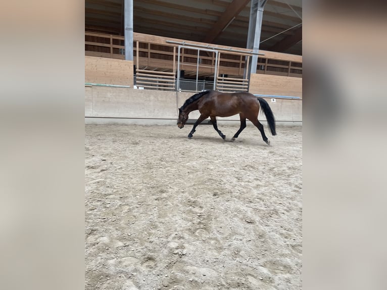 Warmblood austríaco Caballo castrado 8 años 174 cm Castaño in Altenmarkt