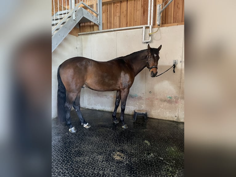 Warmblood austríaco Caballo castrado 8 años 174 cm Castaño in Altenmarkt