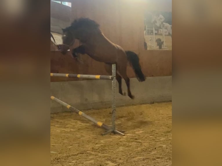 Warmblood austríaco Caballo castrado 8 años 174 cm Castaño in Altenmarkt