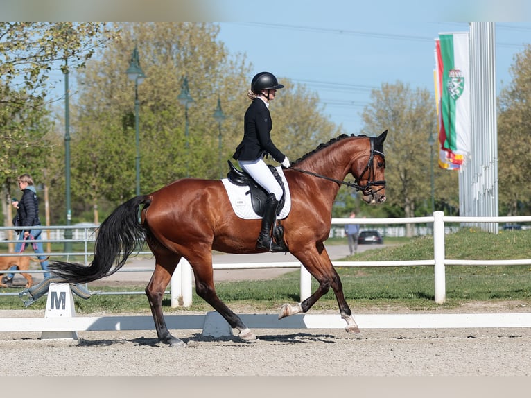 Warmblood austríaco Caballo castrado 8 años 180 cm Castaño in Au am Leithaberge