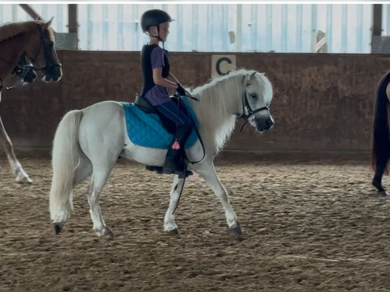 Warmblood austríaco Caballo castrado 9 años 115 cm Tordo in Bremerv&#xF6;rde