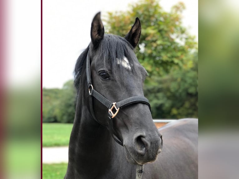 Warmblood austríaco Caballo castrado 9 años 143 cm Negro in Heiligenkreuz