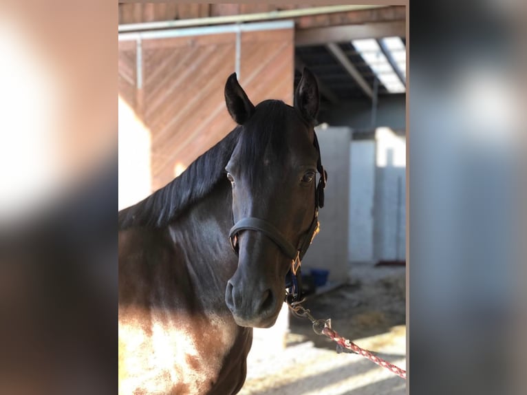Warmblood austríaco Caballo castrado 9 años 143 cm Negro in Heiligenkreuz