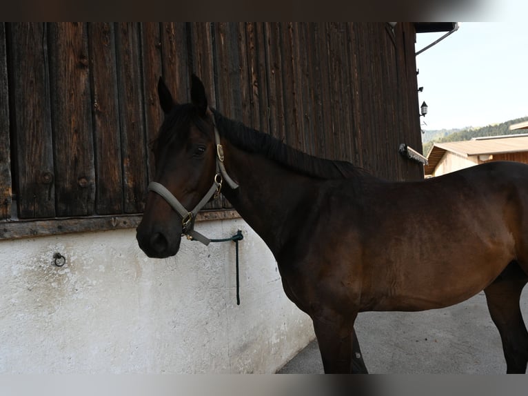 Warmblood austríaco Mestizo Caballo castrado 9 años 165 cm Castaño in St. Johann in Tirol