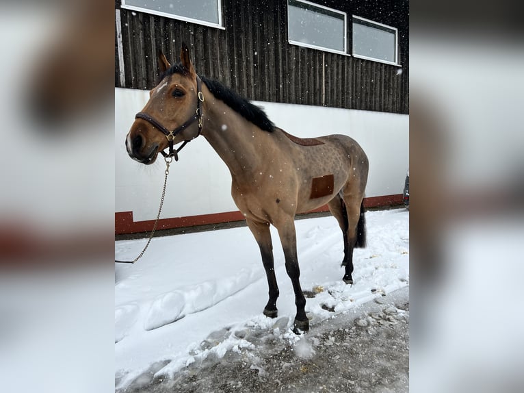Warmblood austríaco Caballo castrado 9 años 168 cm Castaño in Schiedlberg