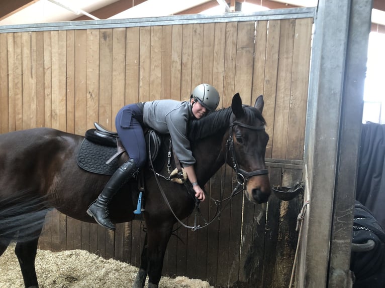 Warmblood austríaco Caballo castrado 9 años 170 cm Castaño in Süßenbrunn