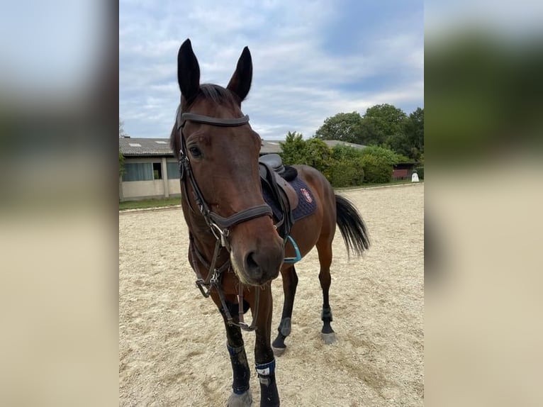 Warmblood austríaco Caballo castrado 9 años 170 cm Castaño in Süßenbrunn