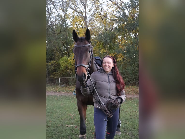 Warmblood austríaco Caballo castrado 9 años 170 cm Castaño in Süßenbrunn