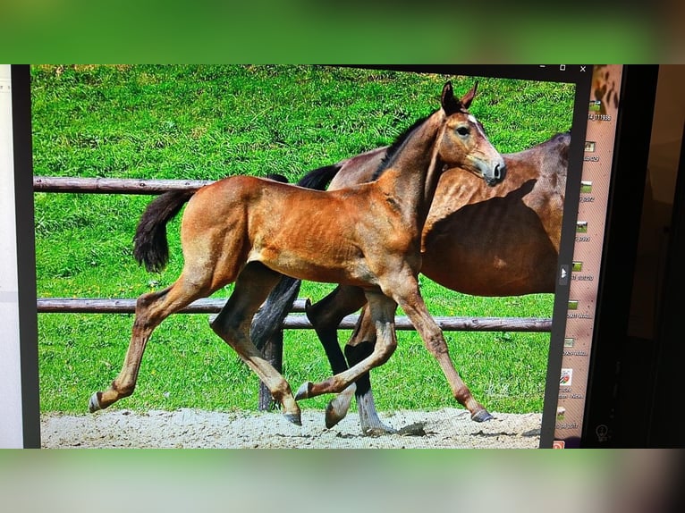 Warmblood austríaco Caballo castrado 9 años 172 cm Tordo rodado in Wolfsbach