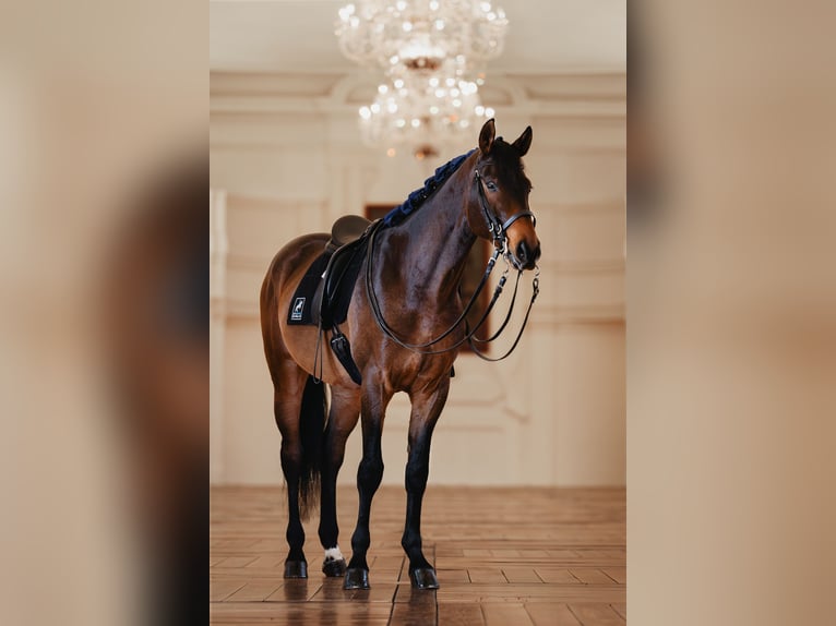 Warmblood austríaco Caballo castrado 9 años 175 cm Castaño in Graz